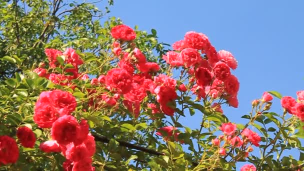 Florecimiento — Vídeos de Stock