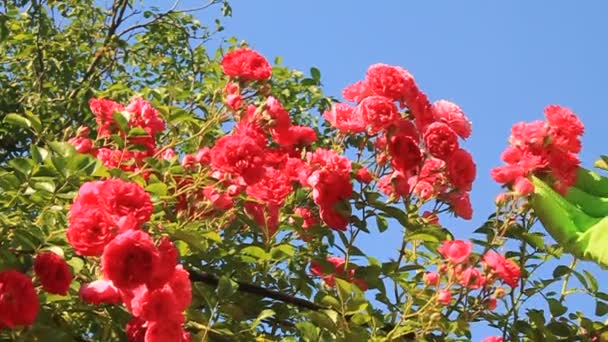 Jardinier