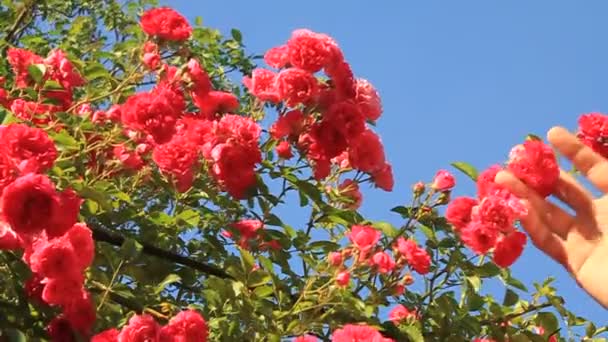 Flor de rosa — Vídeos de Stock