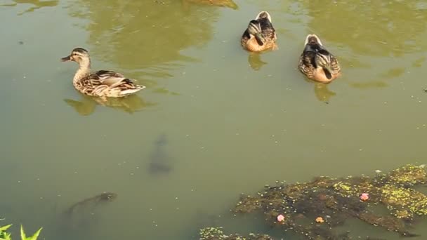 Pato salvaje en la cuenca — Vídeos de Stock