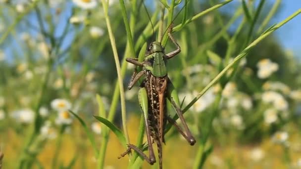 Rare species of locust — Stock Video