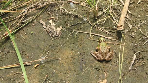 grenouille