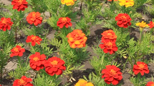 Parterre de fleurs 