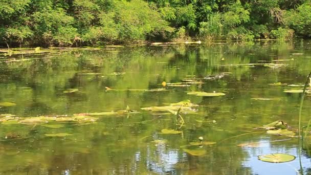 Lago verde — Vídeos de Stock