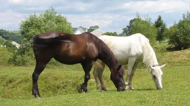 Casal de cavalo — Vídeo de Stock