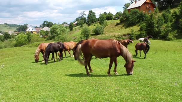 Caballos en el prado — Vídeo de stock