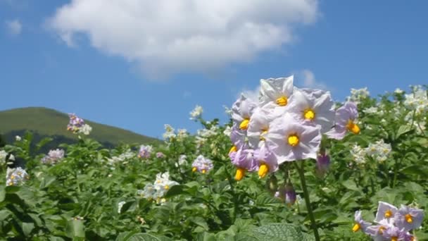 马铃薯植株 — 图库视频影像