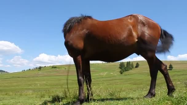 Caballo — Vídeos de Stock