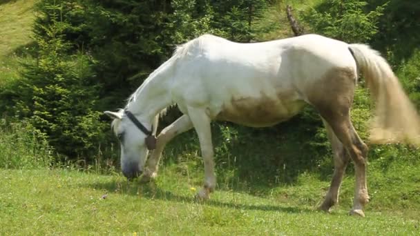 Cavalo branco com campainha — Vídeo de Stock