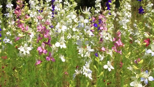 Fleurs