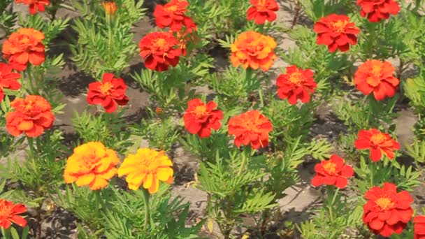 Parterre de fleurs 