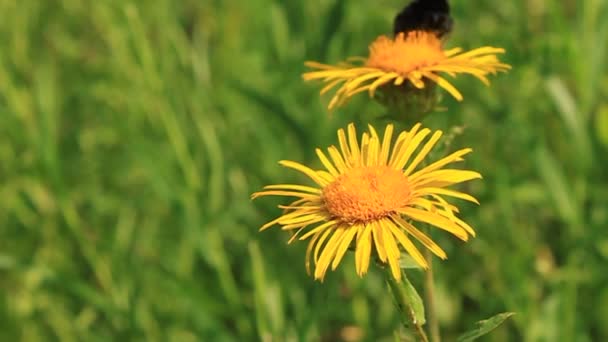 Gelbe Blüten — Stockvideo