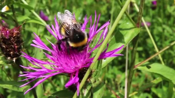Bumblebee at work — Stock Video