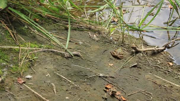 grenouille