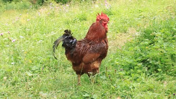 coq