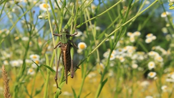 Big green locust — Stock Video