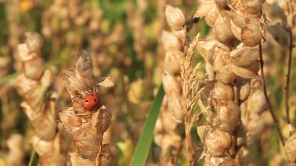 Insectos — Vídeo de stock