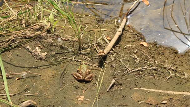 grenouille