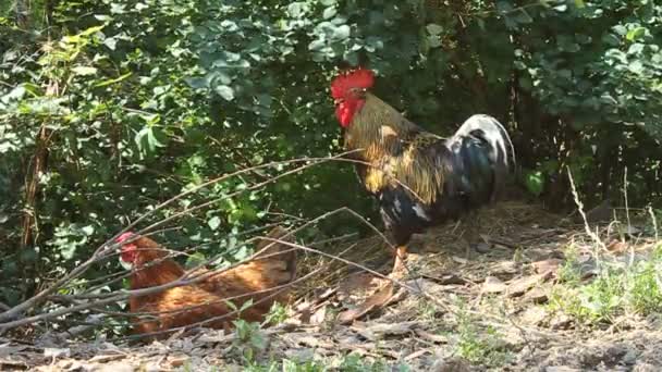 Rooster and hen — Stock Video