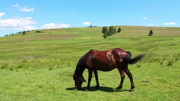 Caballo — Vídeo de stock