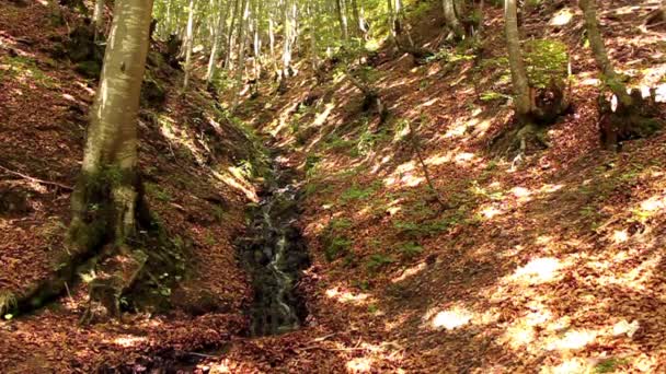 Velha floresta de crescimento — Vídeo de Stock