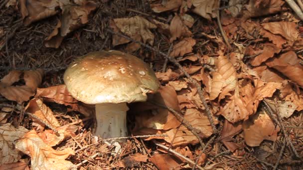 蘑菇；蘑菇 — 图库视频影像