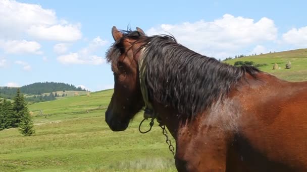 Chevaux