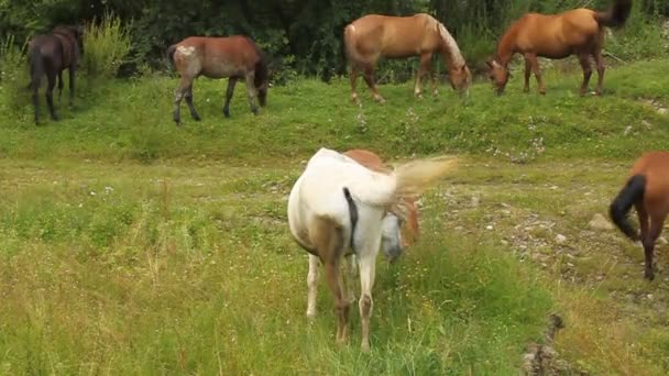 Vita hästen i besättning — Stockvideo