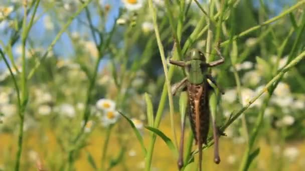 Catch at a straw — Stock Video