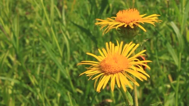 Två blommor — Stockvideo