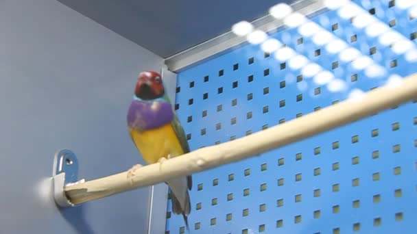 Um par de pássaros cantores — Vídeo de Stock