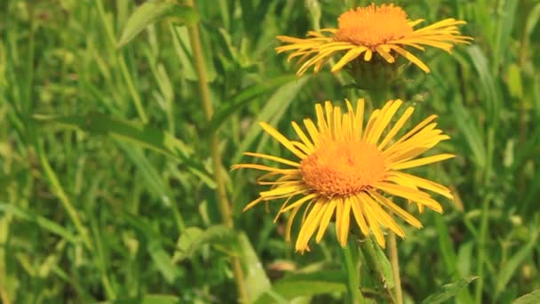 Flores amarelas — Vídeo de Stock