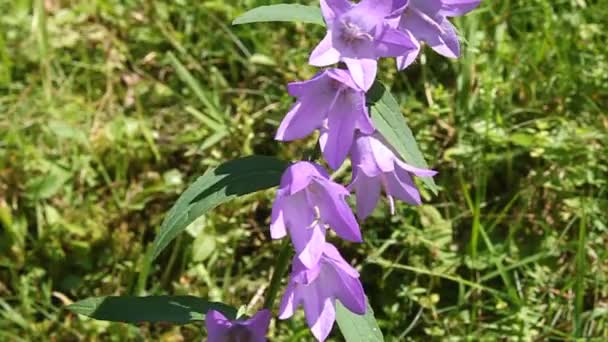 Bellflower. — Vídeo de Stock