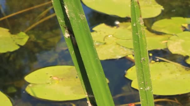 Planta de agua — Vídeos de Stock