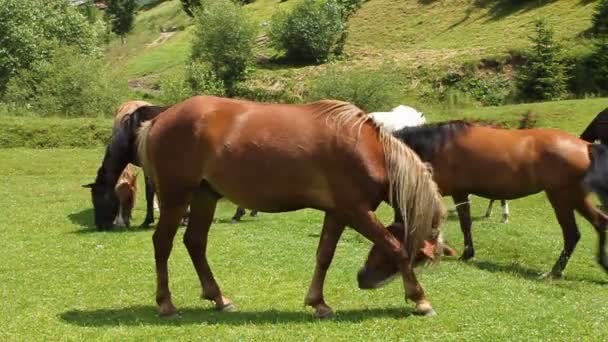 Carpathian horses — Stock Video