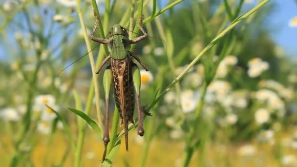 Green locust — Stock Video