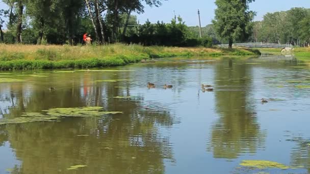 Patos no lago — Vídeo de Stock