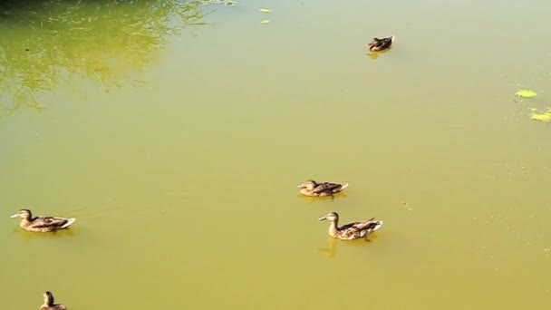 Patos. — Vídeo de stock