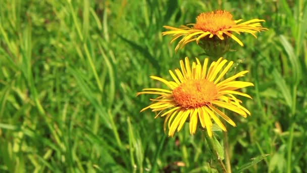 Fleur jaune 