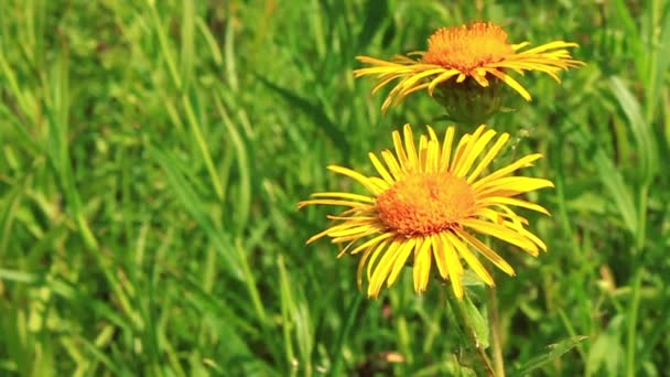 Yellow flower — Stock Video