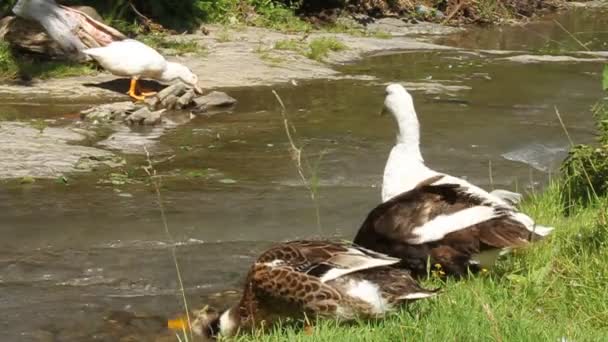 Patos. — Vídeo de stock