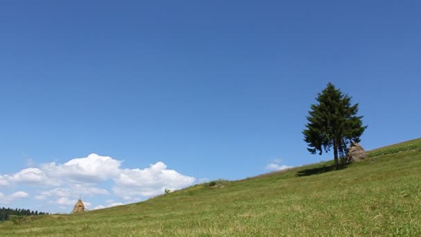 Árbol — Vídeos de Stock