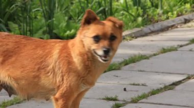 küçük köpek