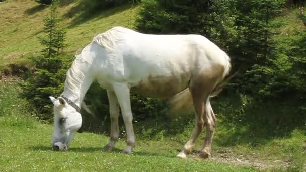 Caballo blanco — Vídeo de stock