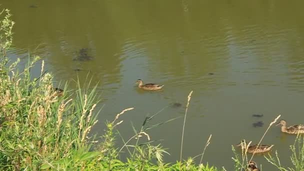 Canards 