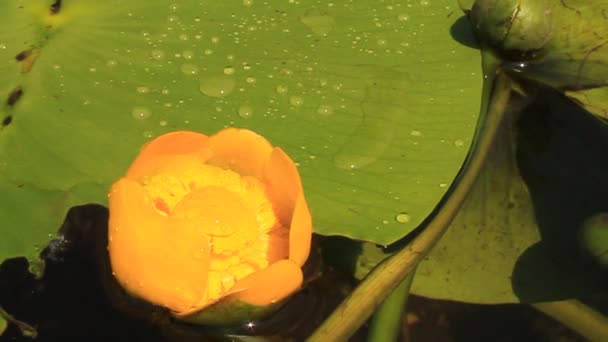 Yellow water lily — Stock Video