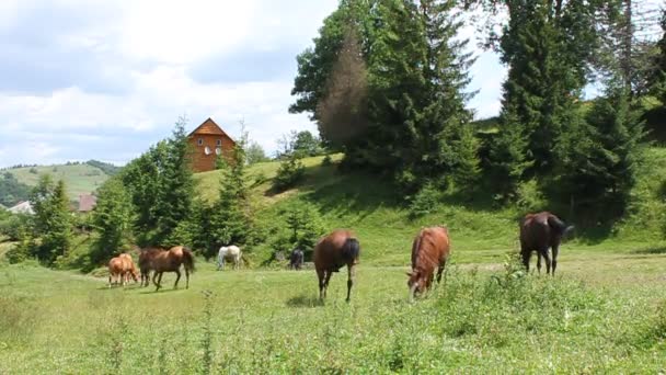 Paarden op groene weide — Stockvideo