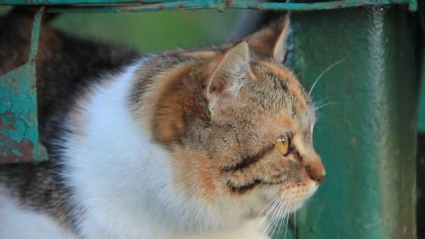 Gato con ojos amarillos — Vídeo de stock