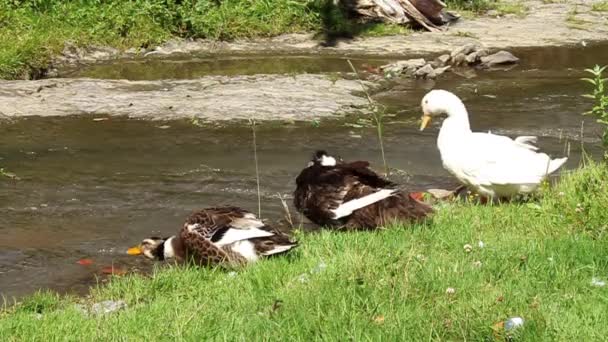 Three merry gooses — Stock Video