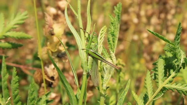 Groene sprinkhaan — Stockvideo